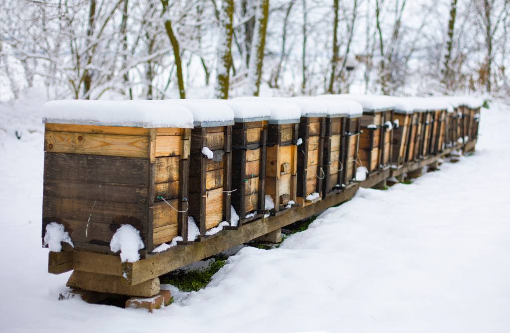 A row of beehive boxes in the wintertime, covered in a layer of snow.