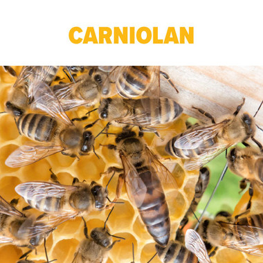 Carniolan Queen Bee
