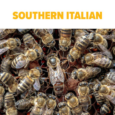 Southern Italian Package Bees, Mann Lake Ltd.