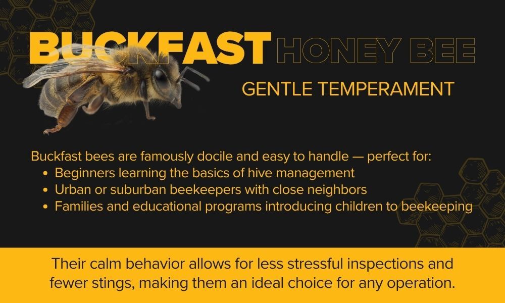 Gentle Temperament of Buckfast Bees