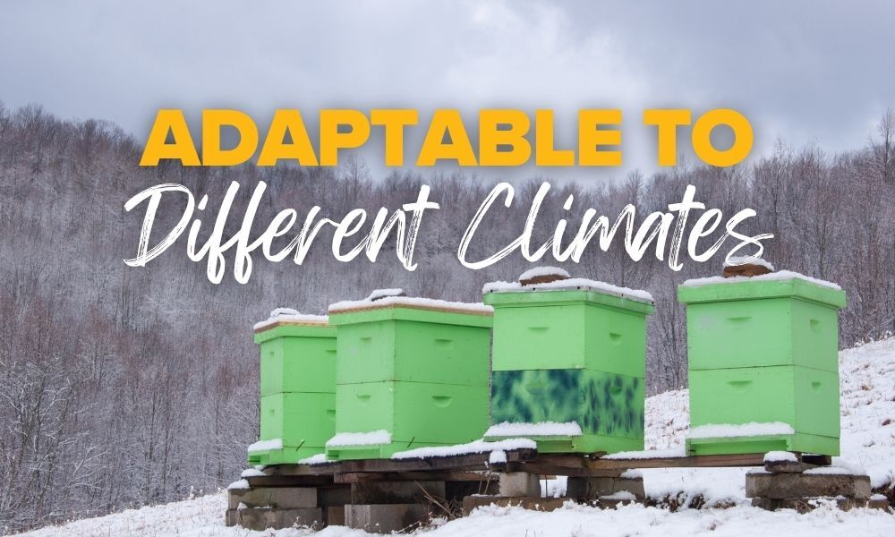 Buckfast Honey Bees are adaptable to different climates