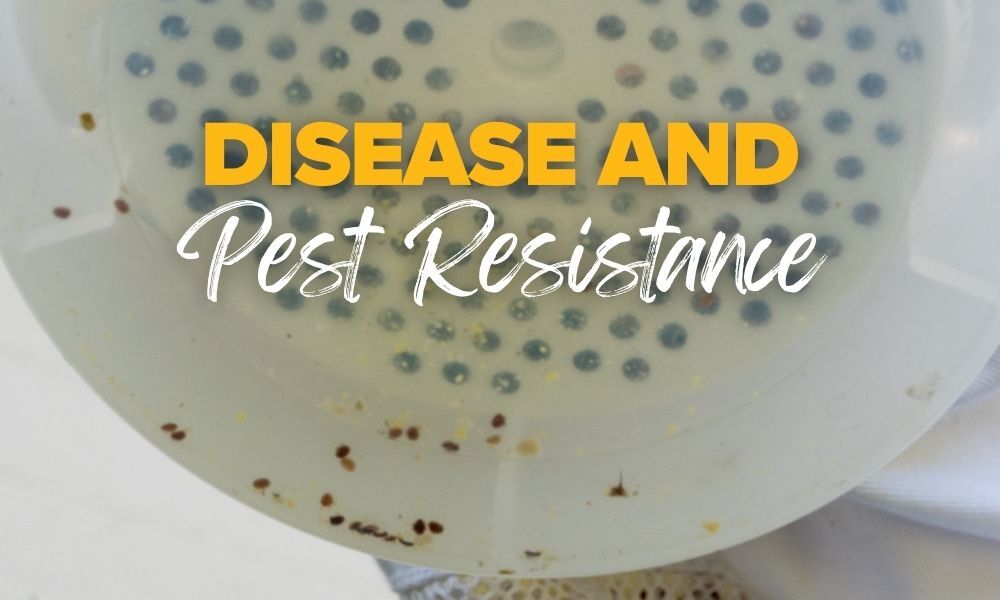Disease and Pest Resistance of Buckfast Honey Bees
