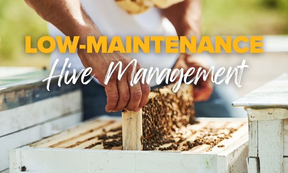 Buckfast Honey Bees are low maintenance