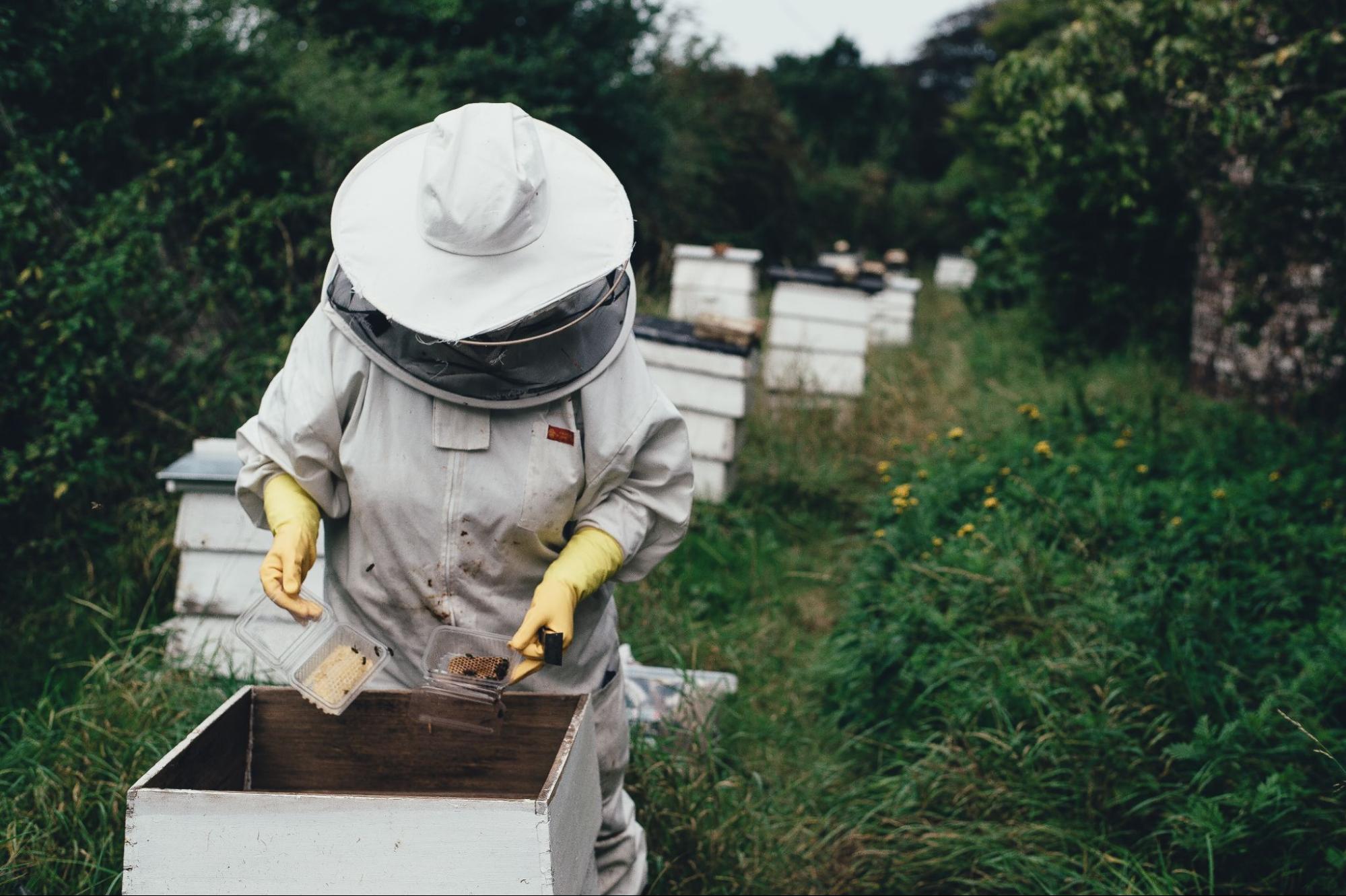 beekeeper inspecting honeycomb frames beekeeper inspecting honeycomb frames
