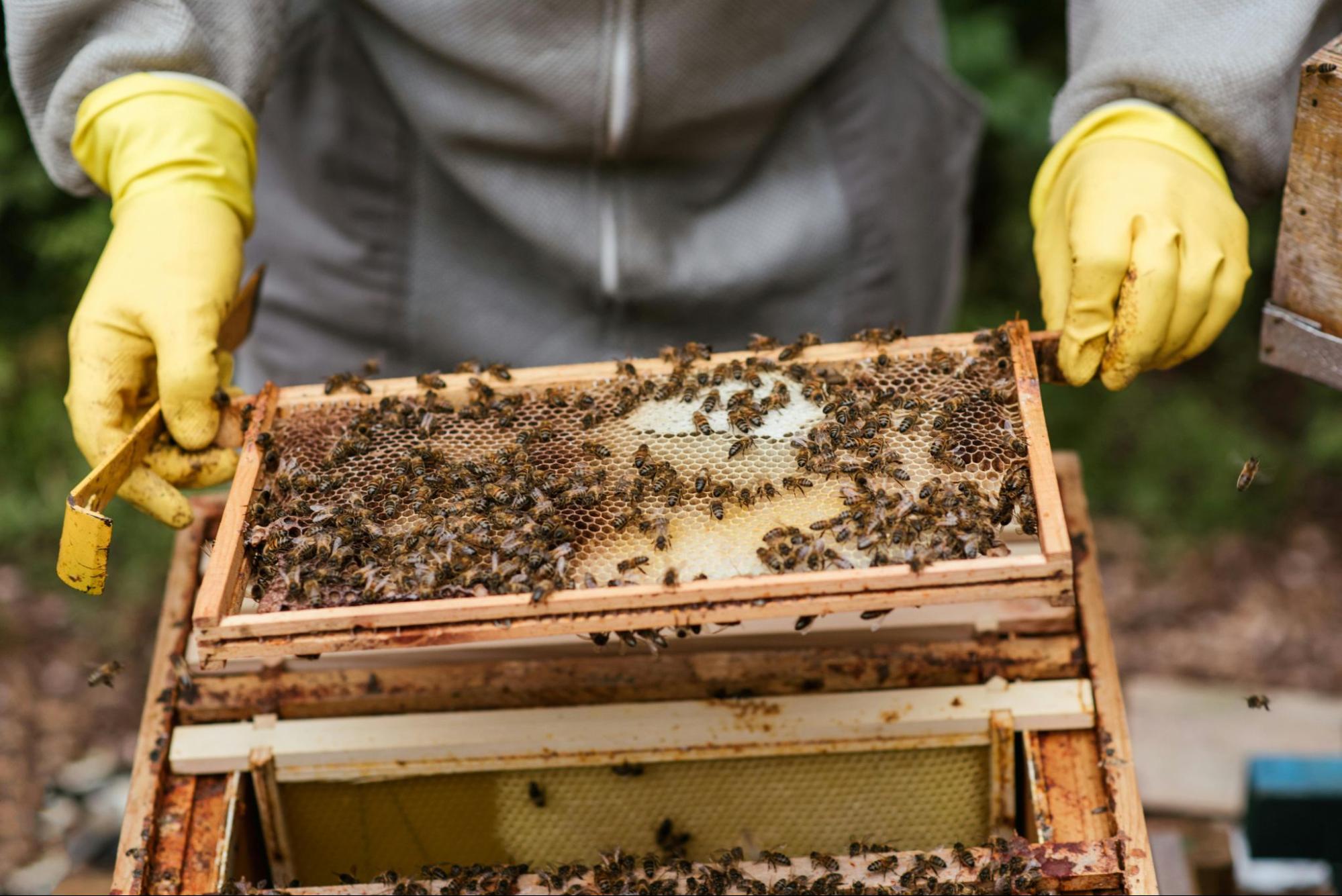 beekeeper inspecting honeycomb frames beekeeper inspecting honeycomb frames