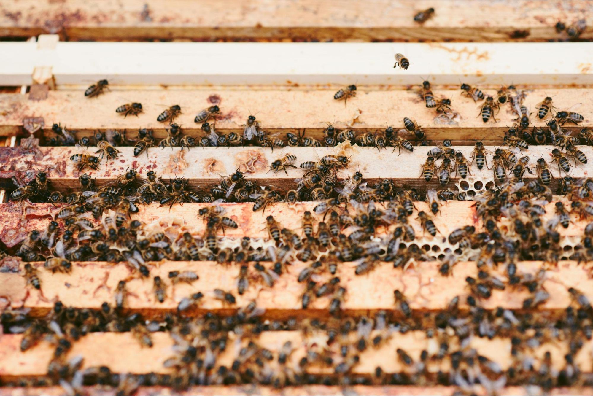 bees swarming on honeycomb frames bees swarming on honeycomb frames
